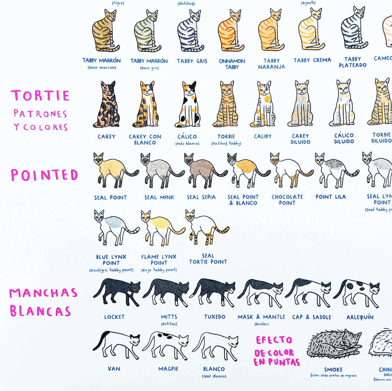 SOFIAWEIDNER print tabloide colores en gato