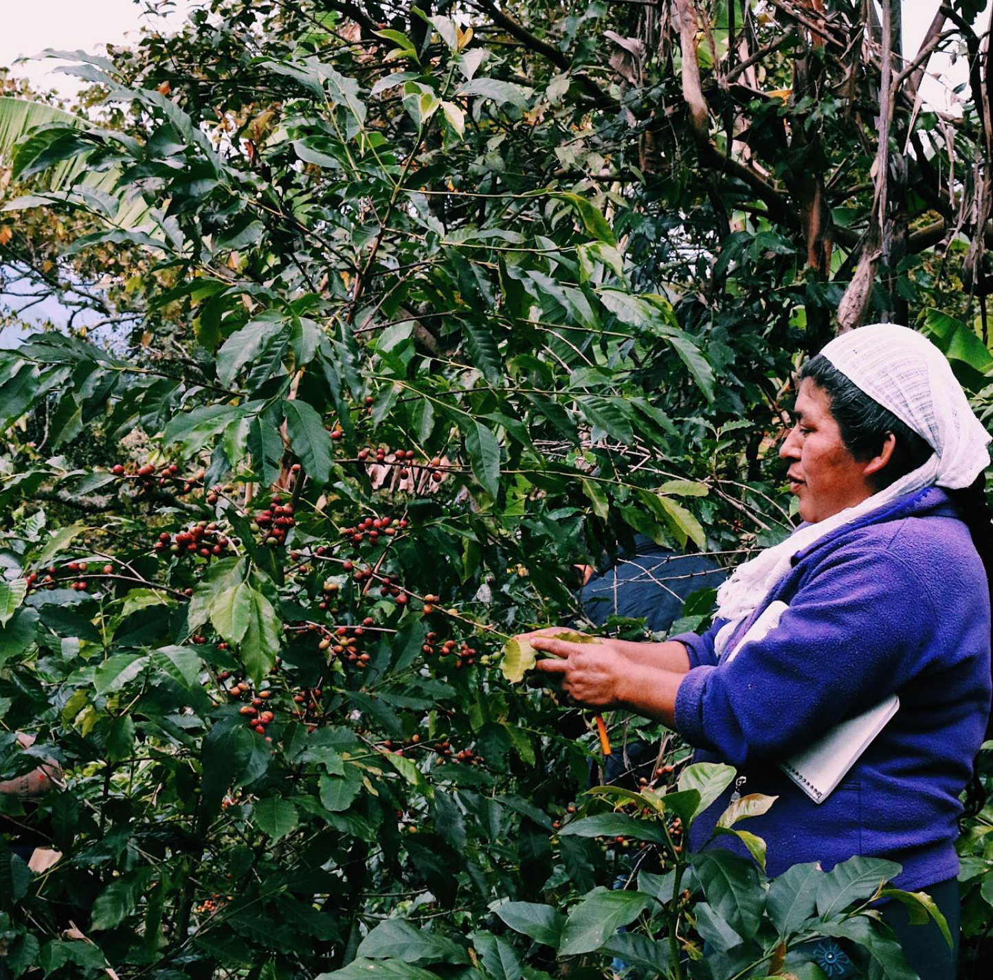 Café Talante