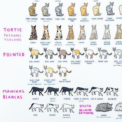 SOFIA WEIDNER print tabloide colores en gato