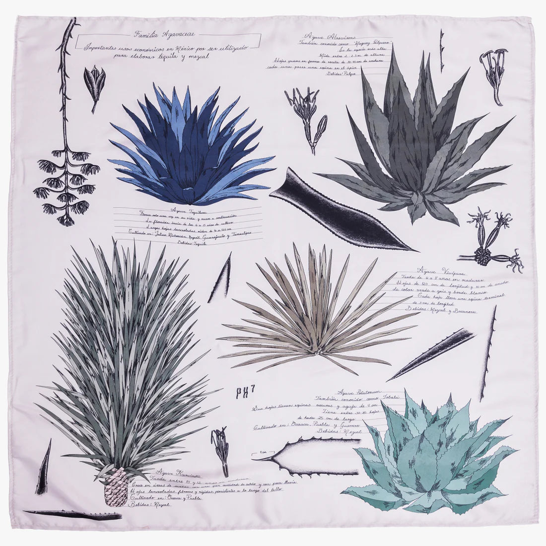 Dos Brujas mascada “Agaves”